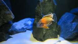 Aulonocara Red Rubin 