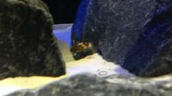 synodontis (wenn sie mal anhalten würden für ein Foto)