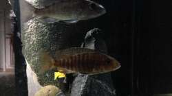 oben fryeri W und unten Aulonocara W