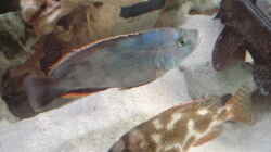 Nimbochromis Livingstoni Paar