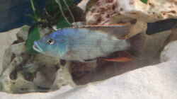 Nimbochromis Livingstoni