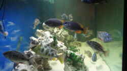 Aquarium Becken 3104