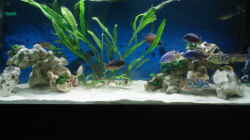 Aquarium Becken 3104