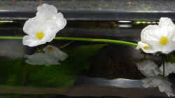 Blüten einer Echinodorus 