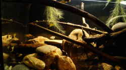 Aquarium Platy Biotop