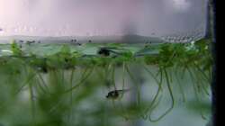 Wenige Tage alt, die kleinen Bäuche voll mit Nauplien