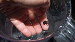 Fertige Jungfrösche, die nur noch wachsen müssen :-)