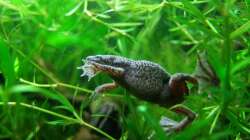 Besatz im Aquarium Zwergkrallenfroschpfütze