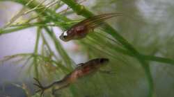 Dass sich die Geschwister unterschiedlich schnell entwickeln, ist normal