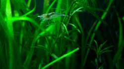 Feine Pflanzen wie Nixkraut, Hornkraut und Co wirken wunderbar in kleinen Becken