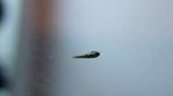 Erstmal geschlüpft, heften sich die Kleinen zunächst noch mit dem Bauch nach oben