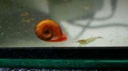 Helferlein, die im Aufzuchtbecken aufräumen