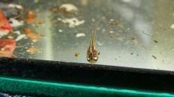 Besatz im Aquarium Zwergkrallenfroschpfütze