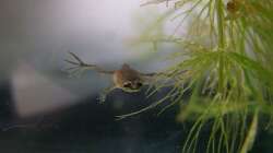 Jungfrosch, noch mit Schwänzchen