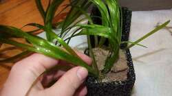 Anspruchslose Pflanzen, die Zimmertemperatur vertragen, sind zu empfehlen