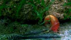 Besatz im Aquarium Zwergkrallenfroschpfütze