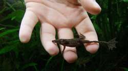 Die Frösche können überaus furchtlos und frech werden :-)