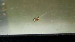 Kaulquappe mit vollem Bauch (Artemianauplien)