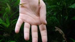 Ob die Hand wohl fressbar ist...?