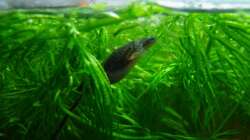 Schwimmpflanzen wie Hornkraut werden gernde zum ´drin rumhängen´ benutzt