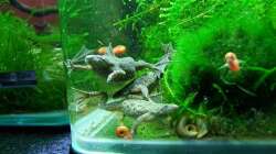 Frösche sind durchaus gesellig