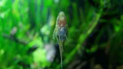 Möglicher Beibesatz: Otocinclus ´Negros´/ LG2