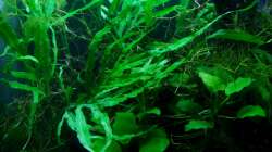 Mix aus robusten Pflanzen