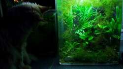 Aquarium Zwergkrallenfroschpfütze