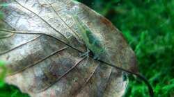 Laub ist nicht nur Deko, sondern auch Futter für die Garnelen