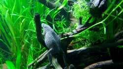 Wurzelholz gibt dem Becken Struktur