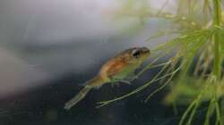 Ja, auch Jungfrösche können niedlich gucken :-)