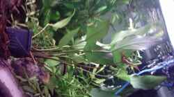 Anubias nana Mutterpflanze