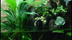 Aquarium Two Worlds Nur noch als Beispiel