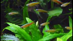 Pseudomugil cf paskai ´Red Neon´