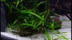 Javafarn Needle Leaf