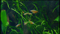 Besatz im Aquarium Two Worlds Nur noch als Beispiel