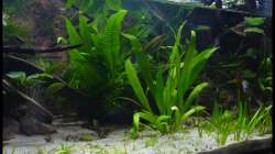 Aquarium Two Worlds Nur noch als Beispiel