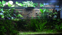 Aquarium Two Worlds Nur noch als Beispiel