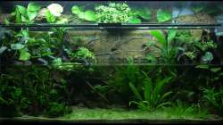 Aquarium Two Worlds Nur noch als Beispiel