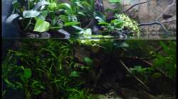 Aquarium Two Worlds Nur noch als Beispiel