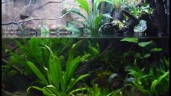 Aquarium Two Worlds Nur noch als Beispiel