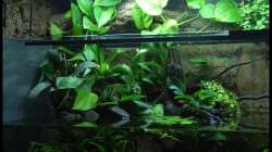 Pflanzen im Aquarium Two Worlds Nur noch als Beispiel