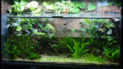 Aquarium Two Worlds Nur noch als Beispiel