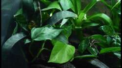 Pflanzen im Aquarium Two Worlds Nur noch als Beispiel