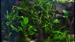 Aquarium Two Worlds Nur noch als Beispiel