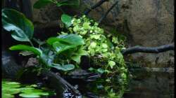 Pflanzen im Aquarium Two Worlds Nur noch als Beispiel