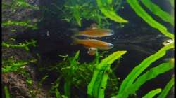 Besatz im Aquarium Two Worlds Nur noch als Beispiel