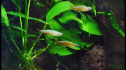 Besatz im Aquarium Two Worlds Nur noch als Beispiel