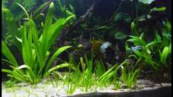 Aquarium Two Worlds Nur noch als Beispiel