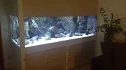 Aquarium Petrochromis "Namansi" Nur noch als Beispiel
